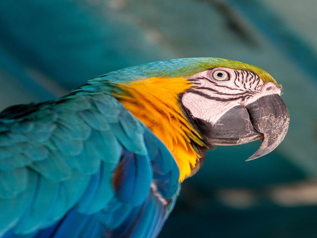 Hotel Tropical Manaus Esterno foto Blue and yellow macaw
